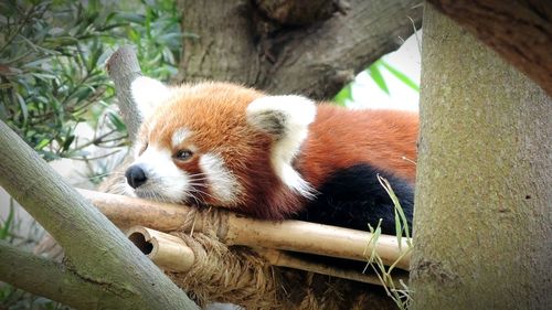 Red panda relaxing on bamboos