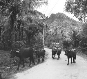 Cows grazing by trees against sky
