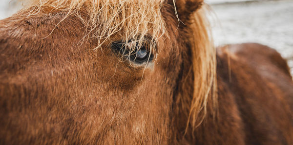 Close-up of a horse