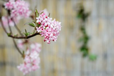 Close-up of pink flowering plant