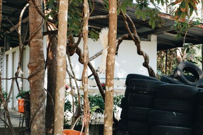 Close-up of abandoned hanging from tree