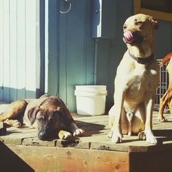 Close-up of dogs against wall