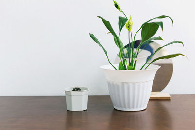 Potted plant on table