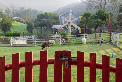 View of an animal grazing on fence