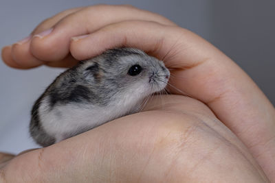 Close-up of hand holding baby