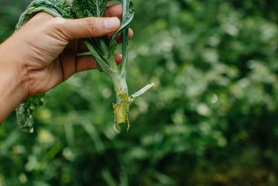 Close-up of hand holding leaf