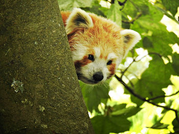 Low angle view of red panda on tree