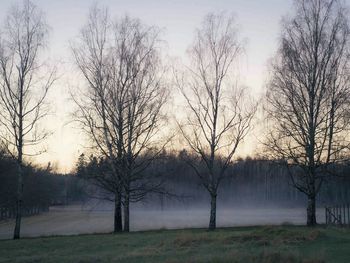 Bare trees on field at sunset