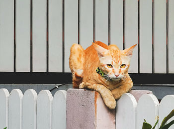Portrait of cat sitting on metal