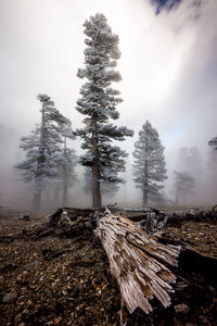 Snow covered trees on land against sky