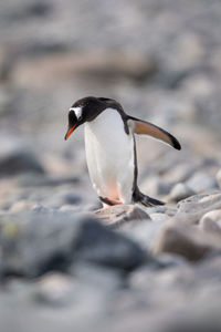 Gentoo penguin