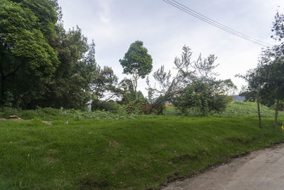 Trees on field against sky