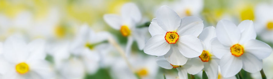 Close-up of insect on flower