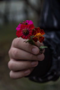 Close-up of hand holding red flower