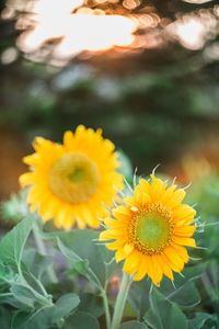 Close-up of yellow flowering plant on field