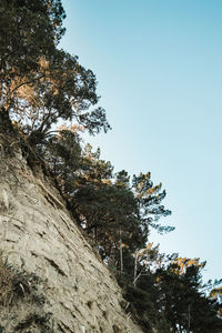 Low angle view of trees against clear sky