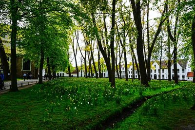 Trees in park