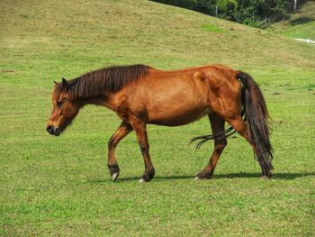 Side view of horse on field