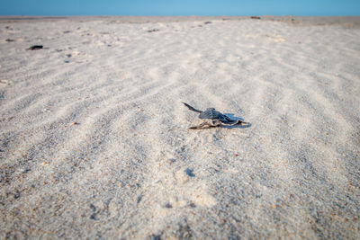 View of crab on beach