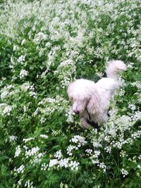 Dog with flowers and plants
