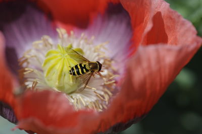 Close-up of bee on red flower