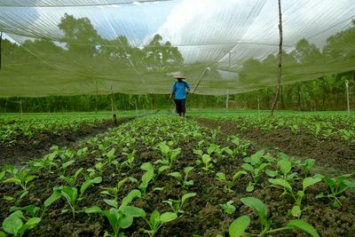 Man spraying fertilizer on crop at farm