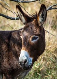 Close-up of a horse