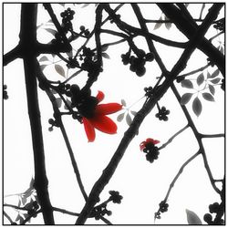 Low angle view of flower tree against clear sky