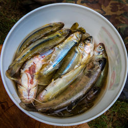 High angle view of fish in plate on table