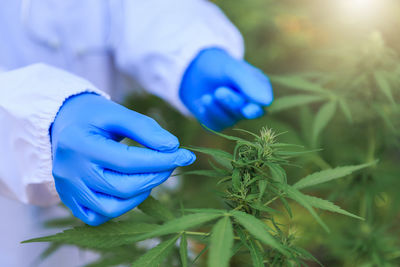 Close-up of hand holding blue leaf