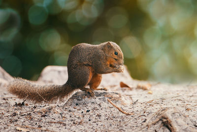 Close-up of squirrel on rock