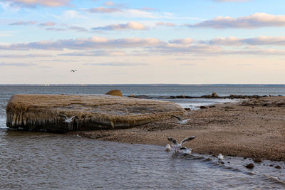 View of crab on beach against sky