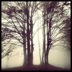 Bare trees against sky