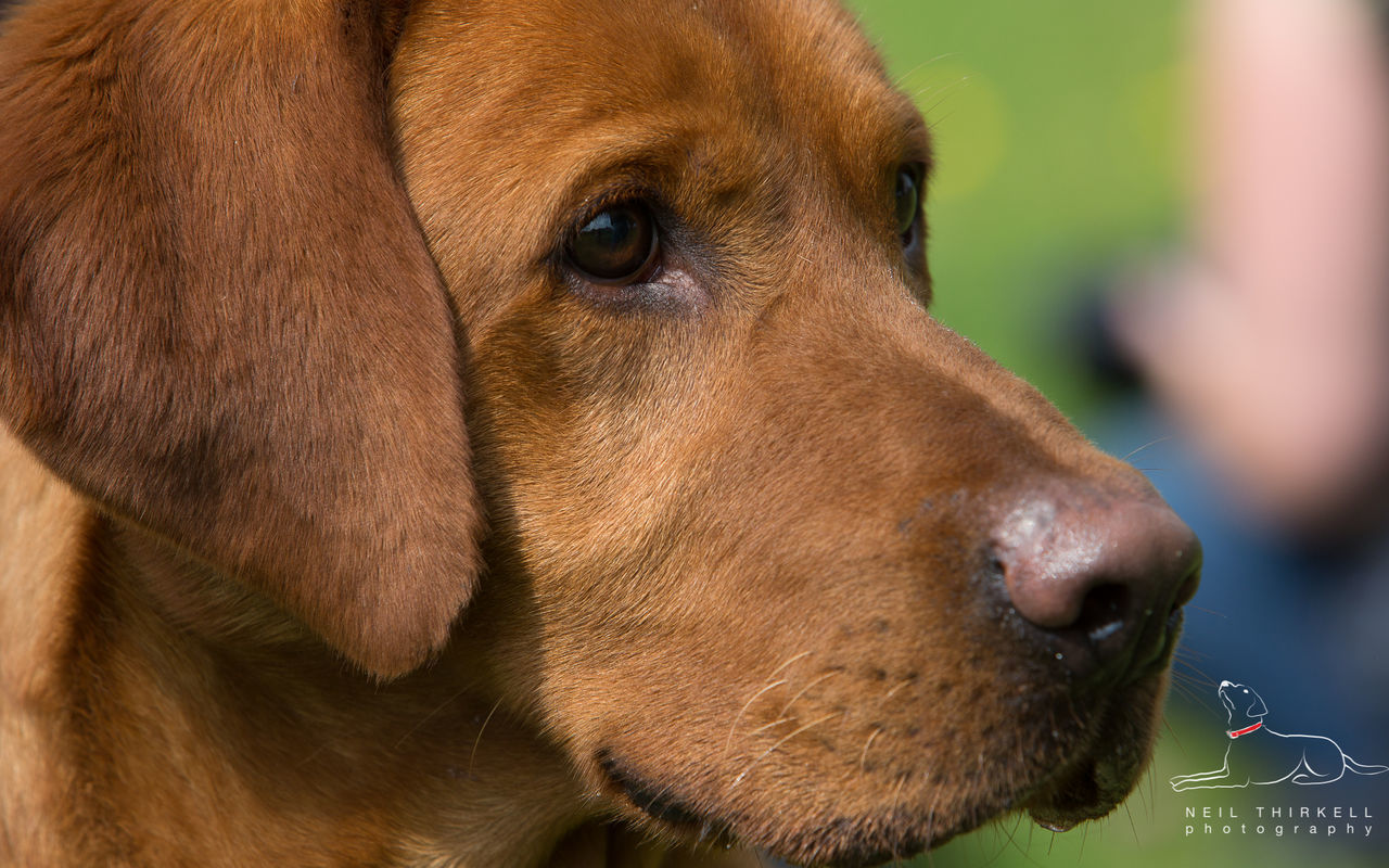 PORTRAIT OF DOG