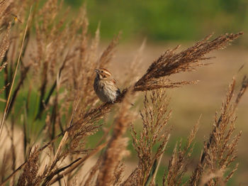 Close-up of bird perching on plant