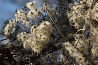Close-up of dry plants