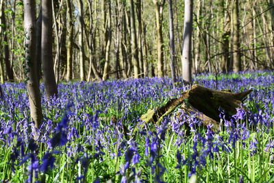 Purple flowers in forest