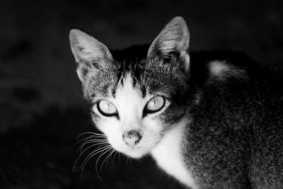 Close-up portrait of a cat