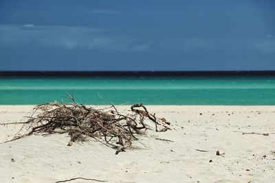 Driftwood on beach against sky