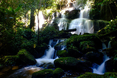 Scenic view of waterfall in forest