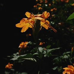 Close-up of yellow flowering plant