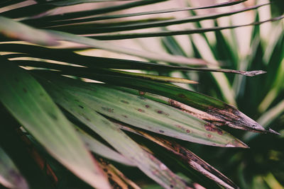 Close-up of leaves of plant