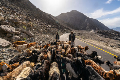 View of sheep on mountain