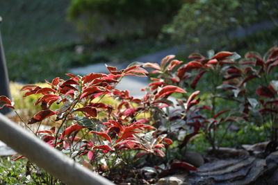 Close-up of red flowering plant