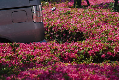 Close-up of pink flowers