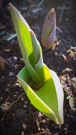 Close-up of plant growing in water