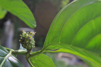 Close-up of fresh green leaves on plant