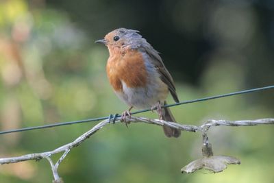 Close-up of bird perching on branch