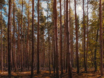 Trees growing in forest during autumn