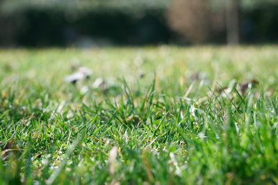 Surface level of grass on field